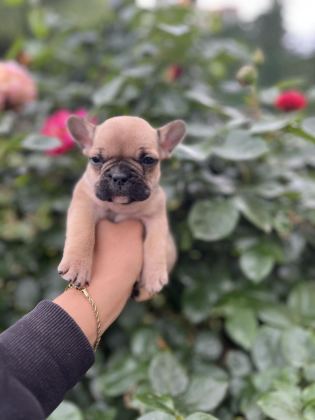 ÖZEL RENK FRENCH BULLDOG YAVRULARI