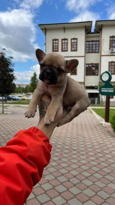 ÖZEL RENK FRENCH BULLDOG YAVRULARI