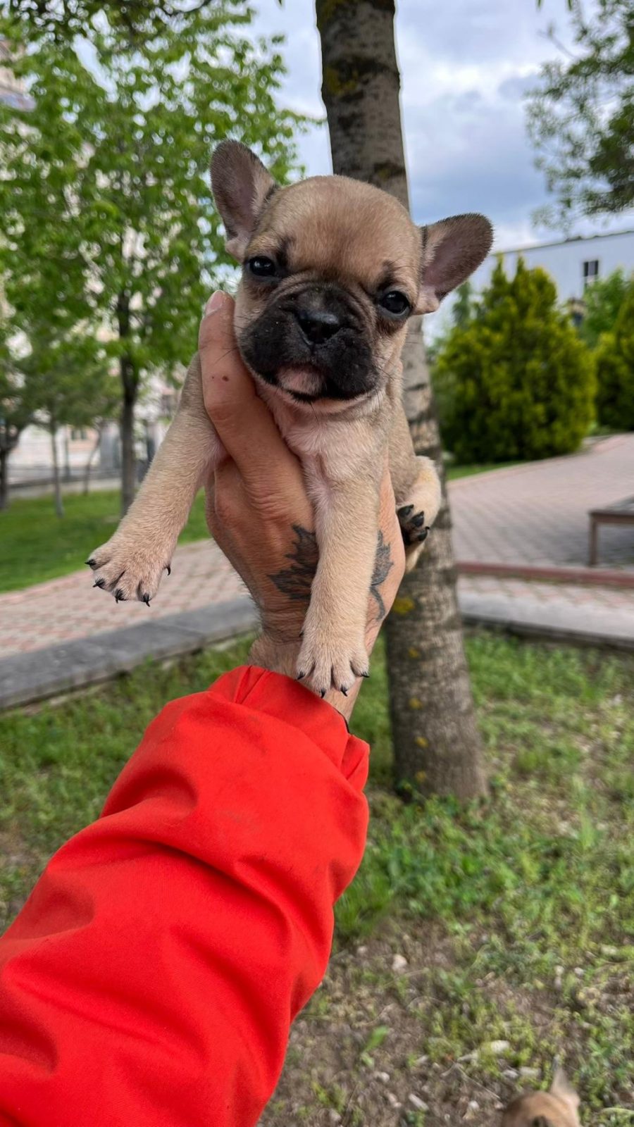 ÖZEL RENK FRENCH BULLDOG YAVRULARI