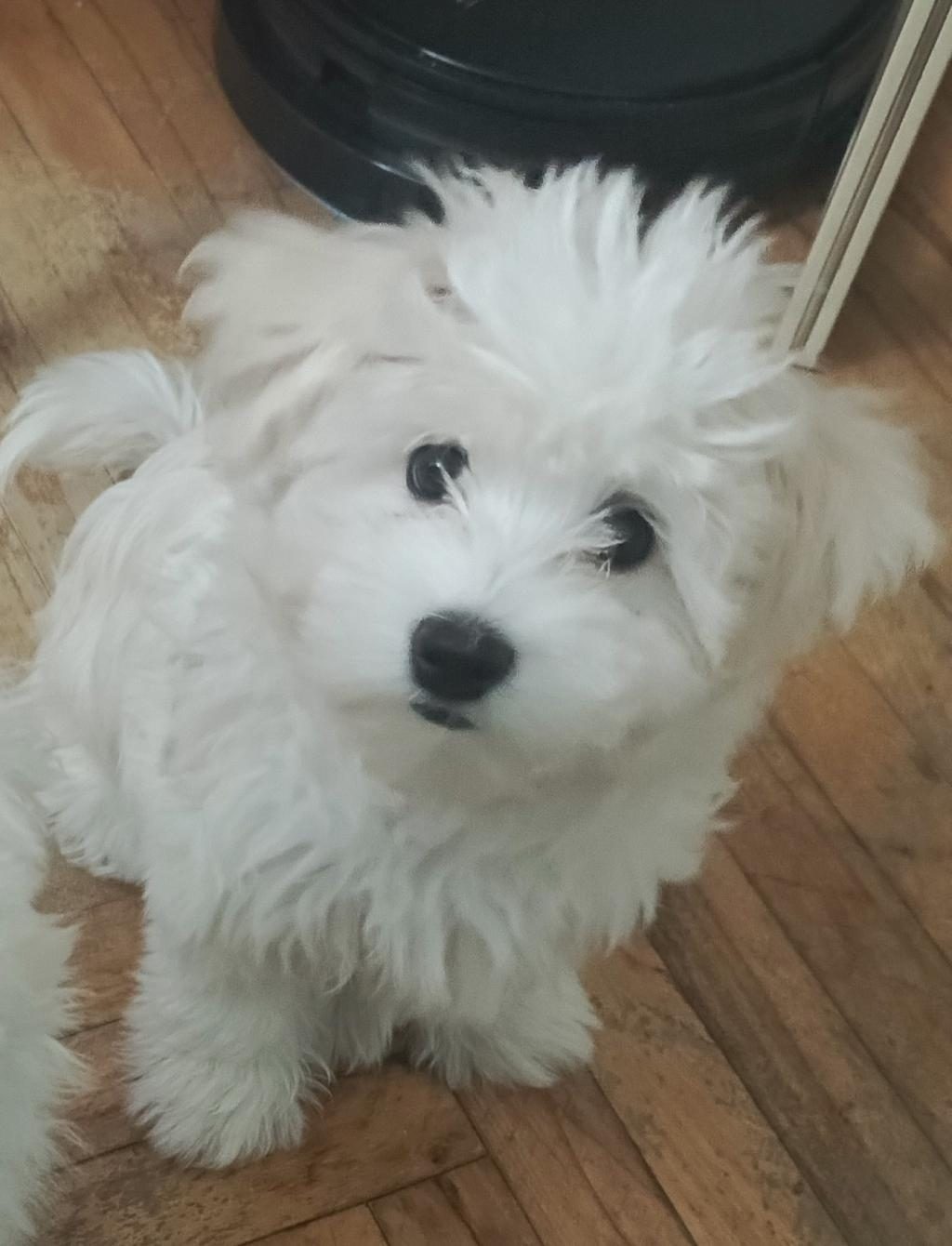 MALTESE TERRİER İKİ AYLIKLAR