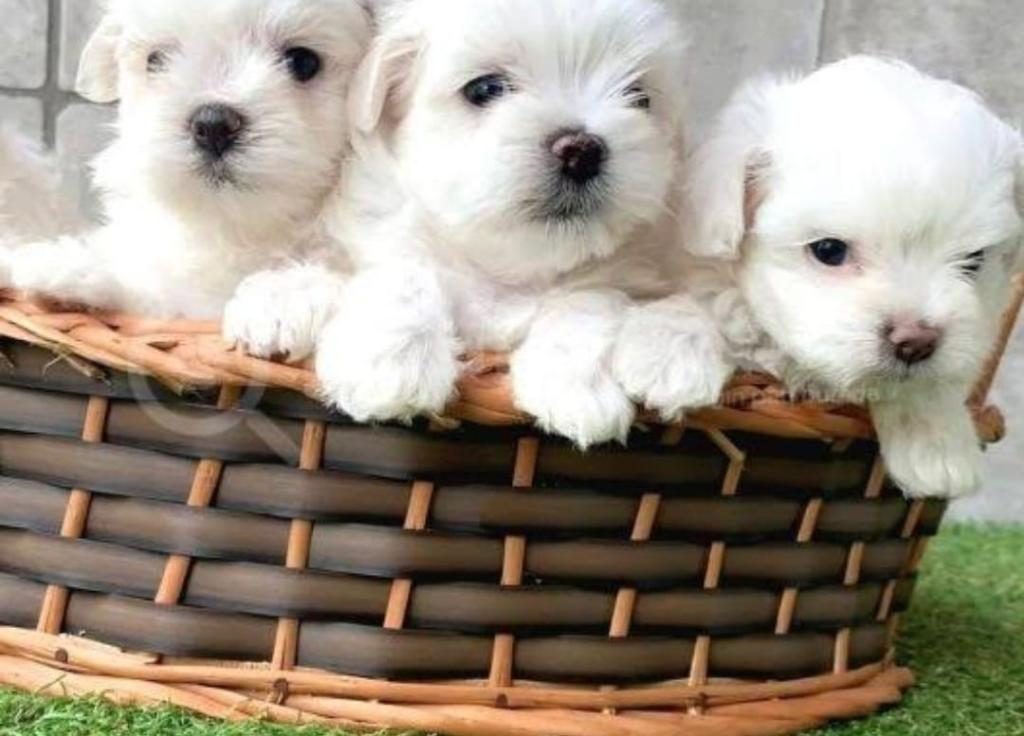 MALTESE TERRİER SIFIR NUMARA SON İKİ YAVRUM
