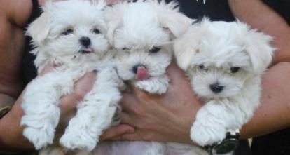 MALTESE TERRİER MİNİ MİNİ KAR GİBİ BEBEKLERİM