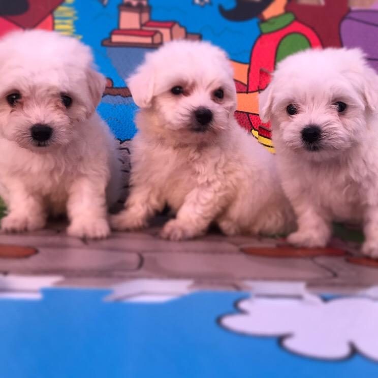 ORİJİNAL SIFIR NUMARA MALTESE KÖPEKLERİMİZ