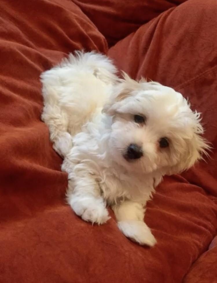 ORİJİNAL SIFIR NUMARA MALTESE