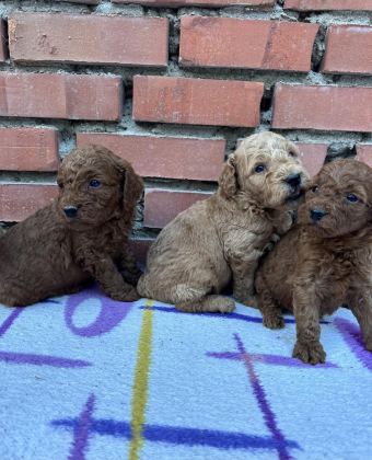 SHOW GÜZELLİKTE SAFKAN TOY POODLE YAVRULAR
