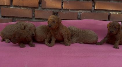 DİŞİ ERKEK TOY POODLE BEBEKLERİMİZ