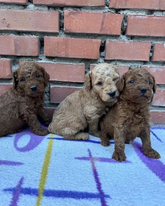 SHOW GÜZELLİKTE SAFKAN TOY POODLE YAVRULAR
