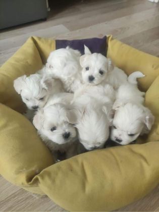 SHOW GÜZELLİKTE SAFKAN MALTESE BEBEKLER