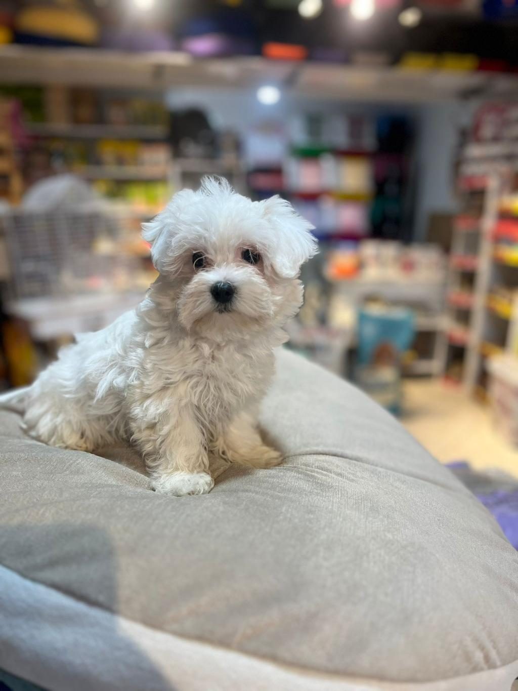 SHOW GÜZELLİKTE SAFKAN MALTESE BEBEKLER
