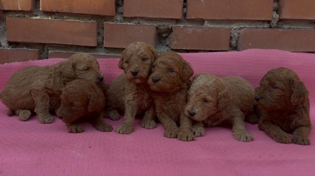 DİŞİ ERKEK TOY POODLE BEBEKLERİMİZ