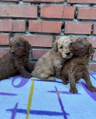 SHOW GÜZELLİKTE SAFKAN TOY POODLE YAVRULAR