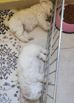 0 NUMARA MALTESE TERRİER BEBEKLER