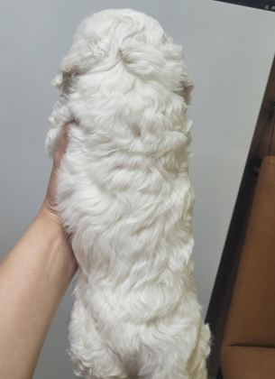 0 NUMARA MALTESE TERRİER BEBEKLER