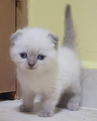 BRİTİSH SHORTHAİR VE SCOTTİSH FOLD BEBİŞLER