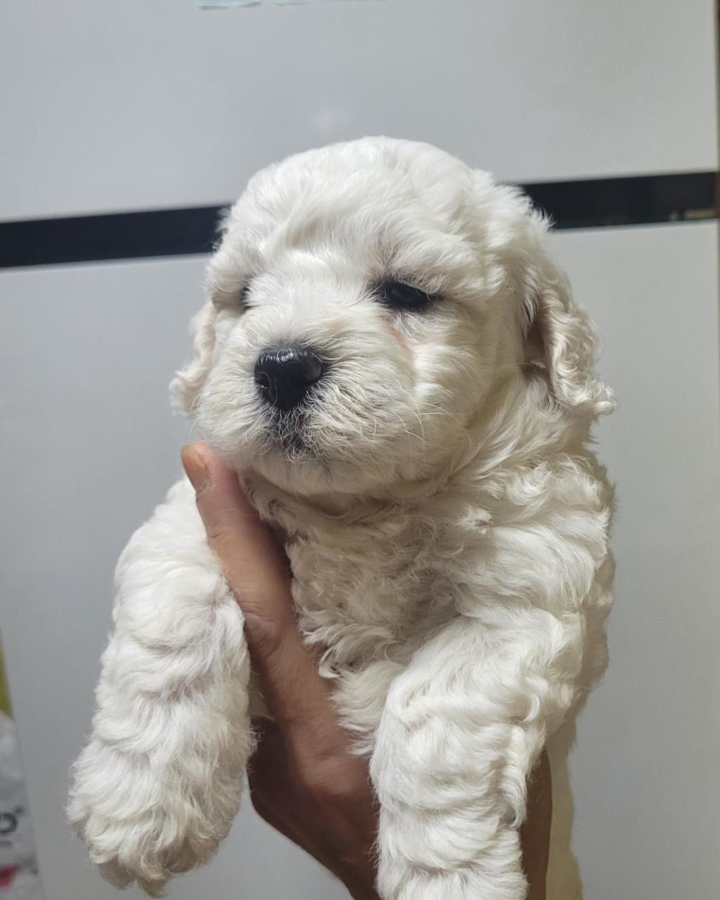 0 NUMARA MALTESE TERRİER BEBEKLER
