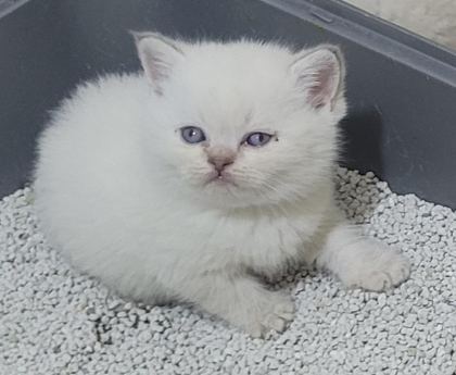 BRİTİSH SHORTHAİR VE SCOTTİSH FOLD BEBİŞLER