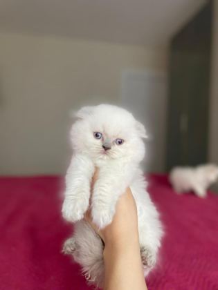 SCOTTISH FOLD LONGHAIR YAVRULAR TESLİME HAZIR