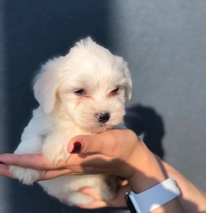 MALTESE TERRIER KAR BEYAZ YAVRULARIM