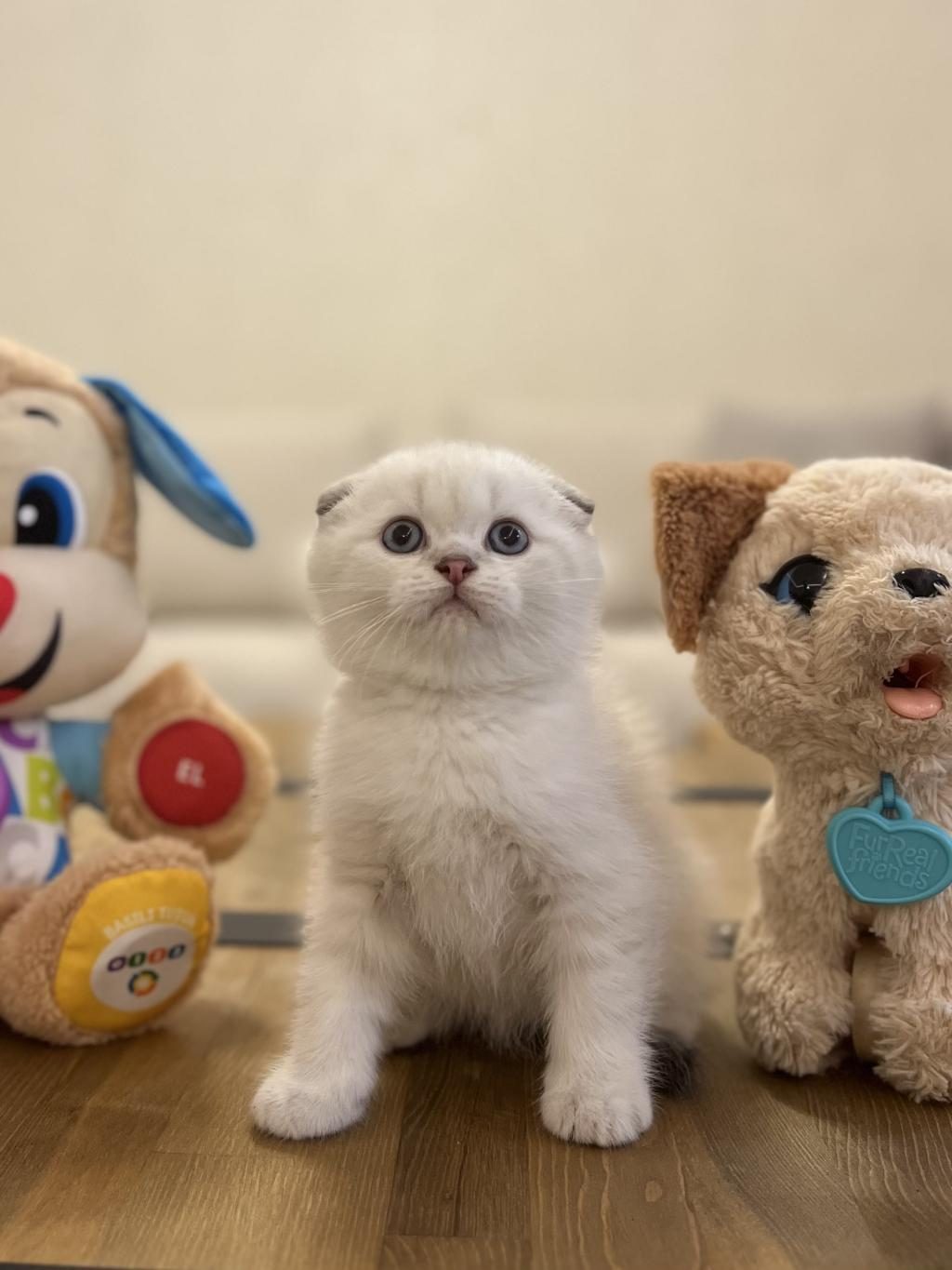 SCOTTISH FOLD SILVER YAVRULARIM
