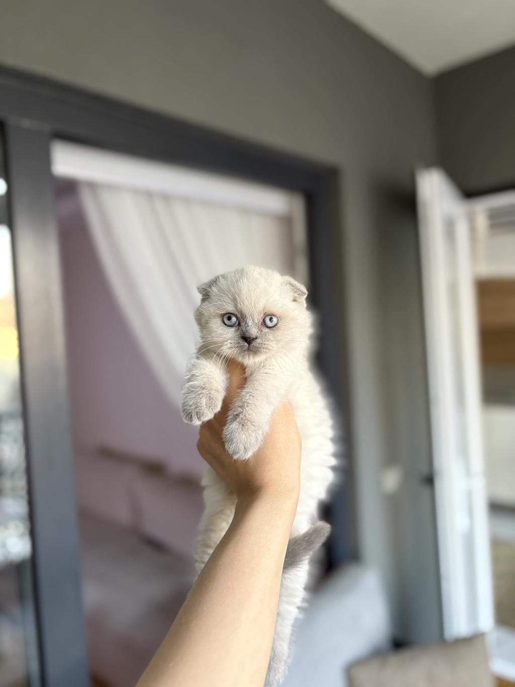 SCOTTISH FOLD SEVİMLİ YAVRULARIM