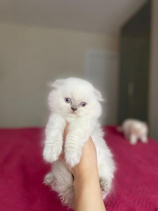 SCOTTISH FOLD LONGHAIR YAVRULAR TESLİME HAZIR