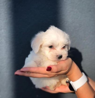 MALTESE TERRIER KAR BEYAZ YAVRULARIM