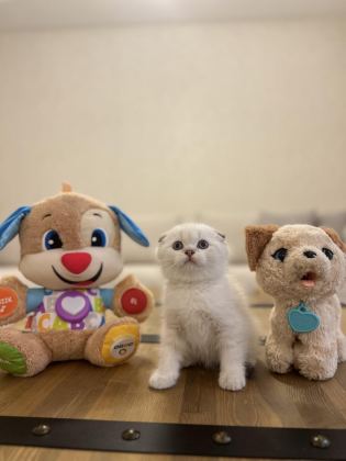 SCOTTISH FOLD SILVER YAVRULARIM