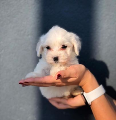MALTESE TERRIER KAR BEYAZ YAVRULARIM