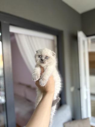 SCOTTISH FOLD SEVİMLİ YAVRULARIM