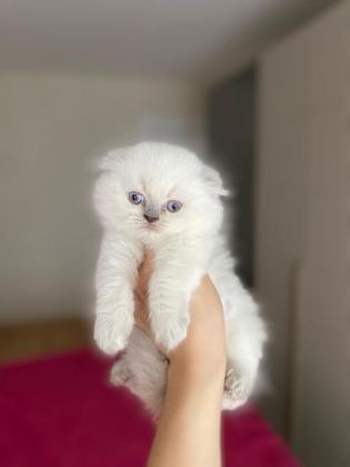 SCOTTISH FOLD LONGHAIR YAVRULAR TESLİME HAZIR