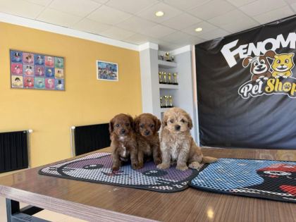 SHOOOOWWWW KALİTE MALTİPOO YAVRULAR ANKARA MAĞAZAMIZDA
