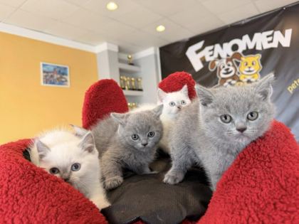 SCOTTISH FOLD YAVRULAR BRITISH YAVRULAR RENK RENK ANK
