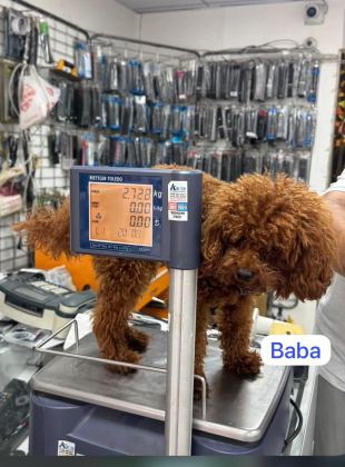 EN GÜZEL TOY POODLE YAVRULAR ANKARA MAĞAZAMIZDA GÖRÜN
