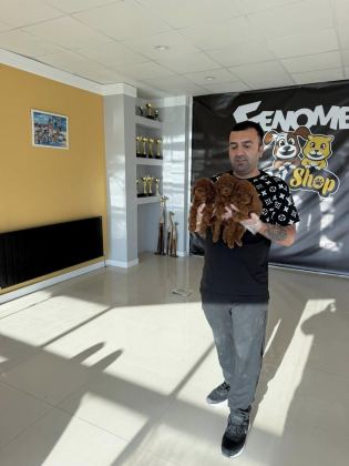 EN GÜZEL TOY POODLE YAVRULAR ANKARA MAĞAZAMIZDA GÖRÜN