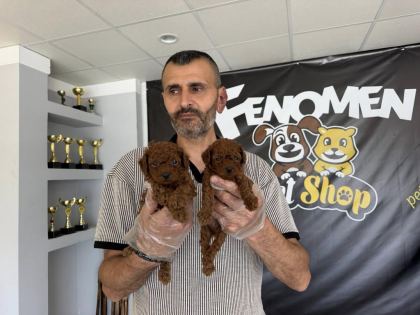 YENİ SHOOOWWW KALİTE TOY POODLE YAVRULR ANKARA MAĞAZAMZDA
