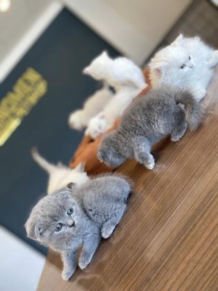 SCOTTISH FOLD YAVRULAR BRITISH YAVRULAR RENK RENK ANK