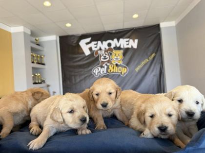ORJİNAL GOLDEN RETRIEWER YAVRULR SAFKAN BELGELİ ANKARA