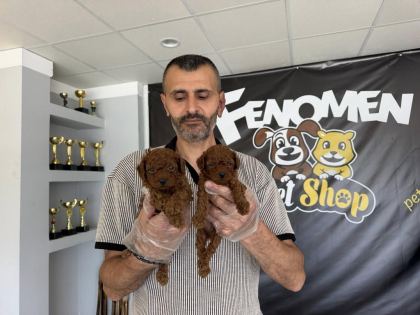 YENİ SHOOOWWW KALİTE TOY POODLE YAVRULR ANKARA MAĞAZAMZDA