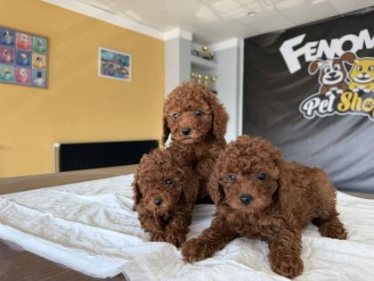 MALTESE YAVRULAR MALTİPO VE TOY POODLE YAVRULAR ANKARA