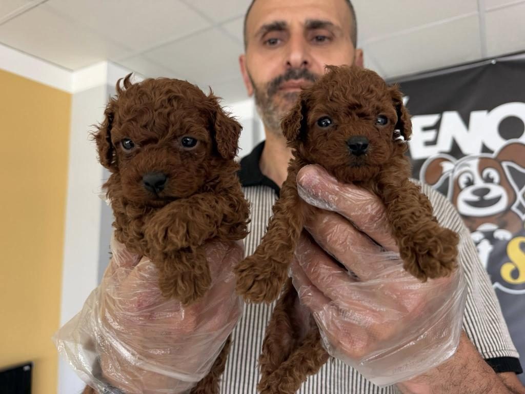 EN GÜZEL TOY POODLE YAVRULAR MAGAZAMIZDA CANLI GÖRÜN