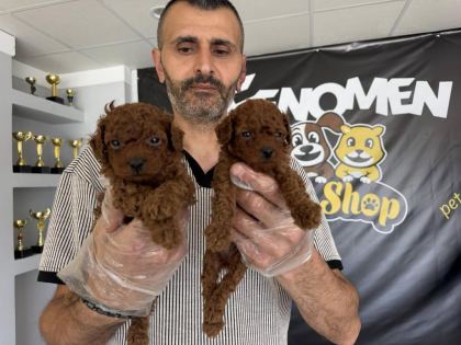 MALTİPO YAVRULR ÇEŞİT ÇEŞİT YAVRULR MAĞAZAMIDA GÖRN
