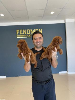 MALTESE YAVRULAR MALTİPO VE TOY POODLE YAVRULAR ANKARA