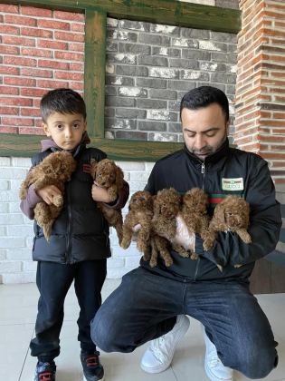 SHOOOOWWWW KALİTE MALTESE TERRİER YAVRULAR ANKARA MAĞAZMZD