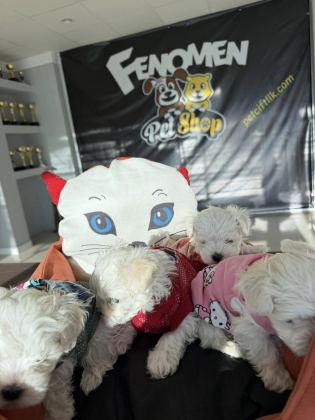 MALTESE YAVRULAR MALTİPO VE TOY POODLE YAVRULAR ANKARA