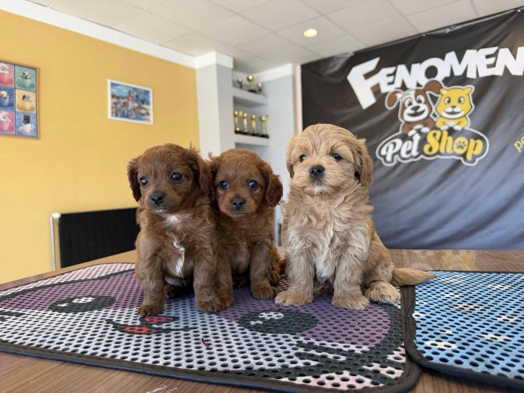 SHOOOOWWWW KALİTE MALTİPOO YAVRULAR ANKARA MAĞAZAMIZDA