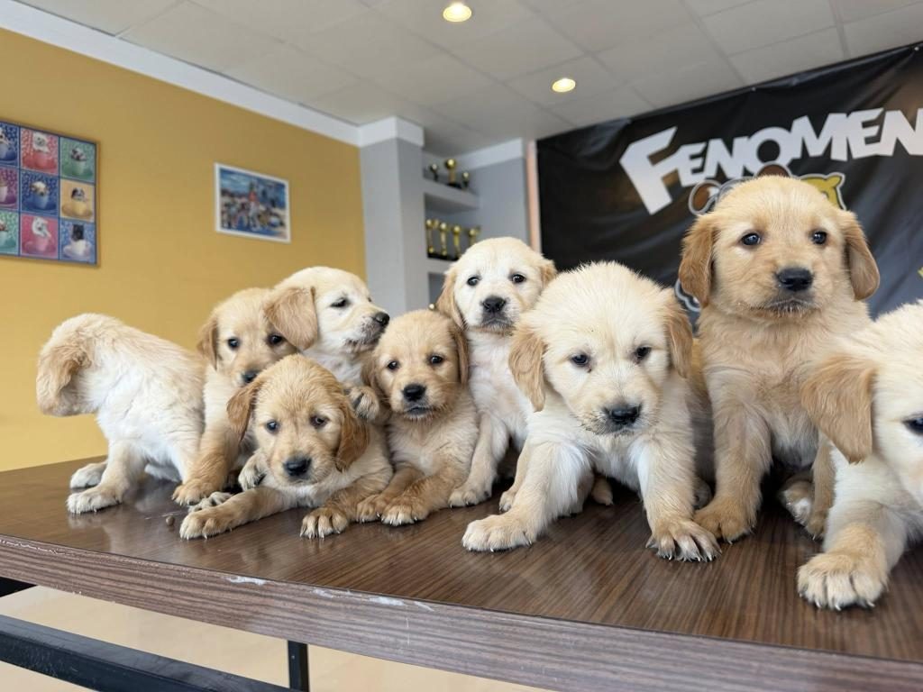 BABY FACE GOLDEN RETRIEWER YAVRULARIMIZ SAFKAN BELGELİ