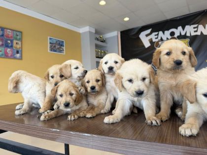 BABY FACE GOLDEN RETRIEWER YAVRULARIMIZ SAFKAN BELGELİ