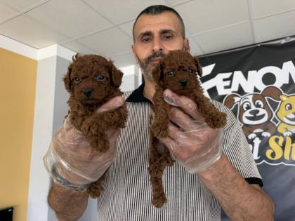 KALİTE ARAYANLARA RENK RENK ORJİNAL YAVRULAR ANKARA