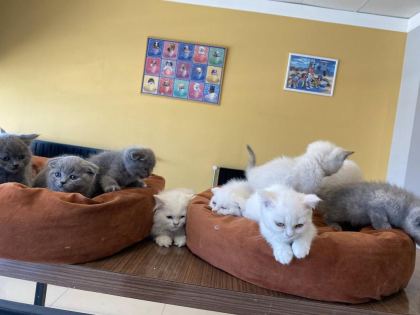 SCOTTISH FOLD YAVRULAR BRITISH YAVRULAR RENK RENK ANK