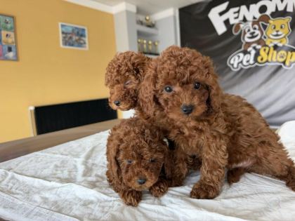EN GÜZEL TOY POODLE YAVRULAR ANKARA MAĞAZAMIZDA GÖRÜN